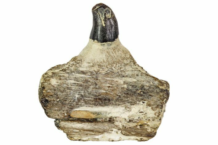 Mosasaur Tooth In Jaw Fragment - North Sulfur River, Texas #104364